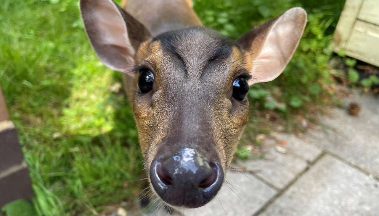 A close up photo of a deer.