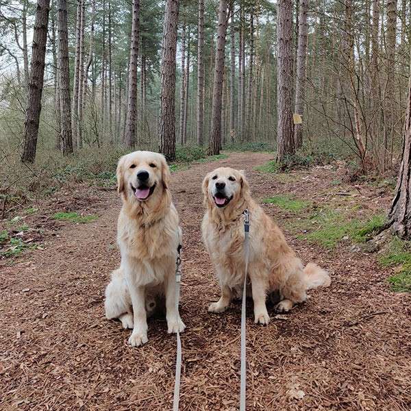 Two Labrador retriever dogs in the forest
